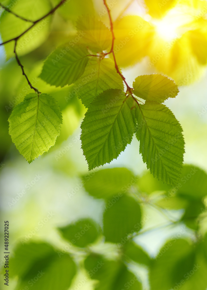 Green leaves plants on sun in nature Green leaves plants on sun in nature