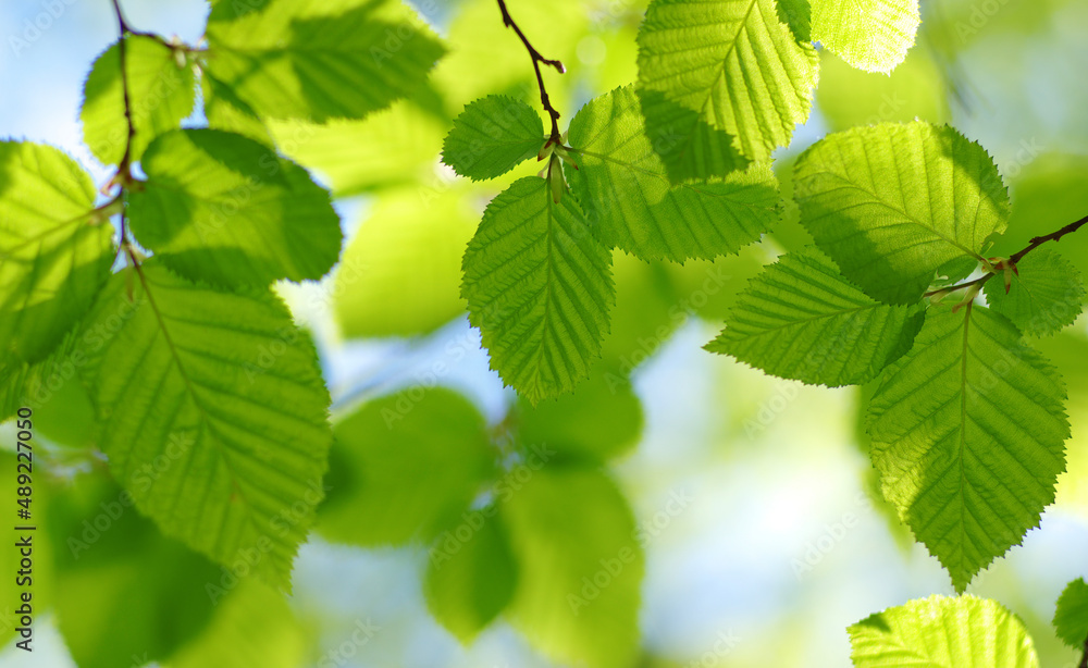 Green leaves plants nature spring background at Green leaves plants nature spring background at