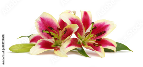  Two red lily flowers isolated on white