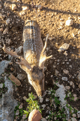 Fototapeta Naklejka Na Ścianę i Meble -  A male spotted deer with horns in the jungles of the Gir National Park in Gujarat, India. High quality photo