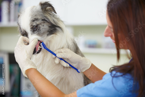 Checking how healthy your pet is. A female vet checking the teeth of a very unimpressed canine.