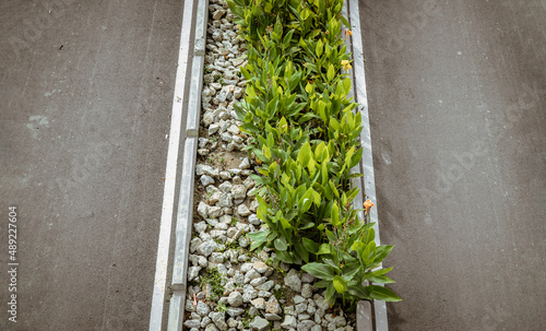 Foto Ornamental green trees or bush plants blooming and stone pile over median strip and Empty road
