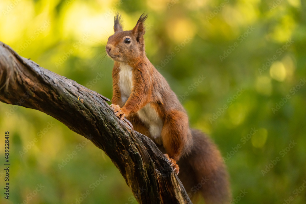 Naklejka premium Squirrel, Red Squirrel