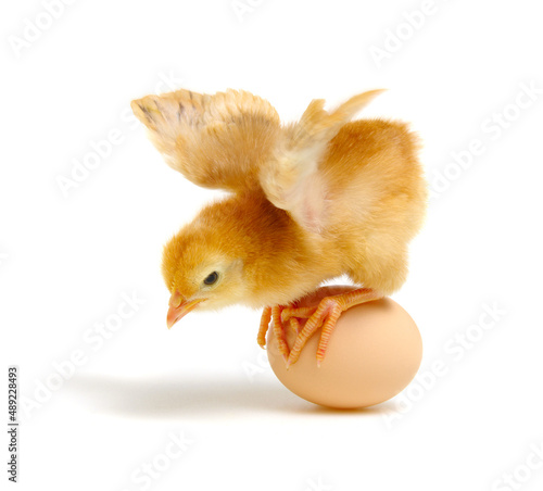 Fotografie, Obraz chick and egg isolated on a white
