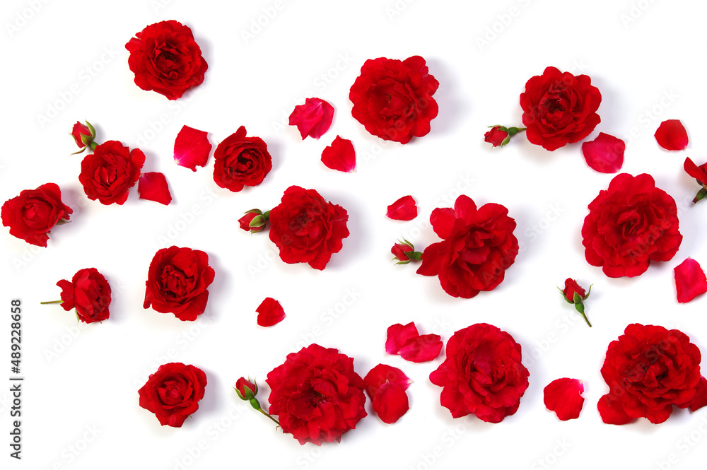 Red roses on white Red roses on white