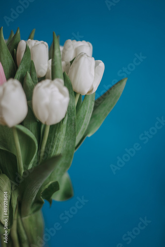 White tulips in vase on blue