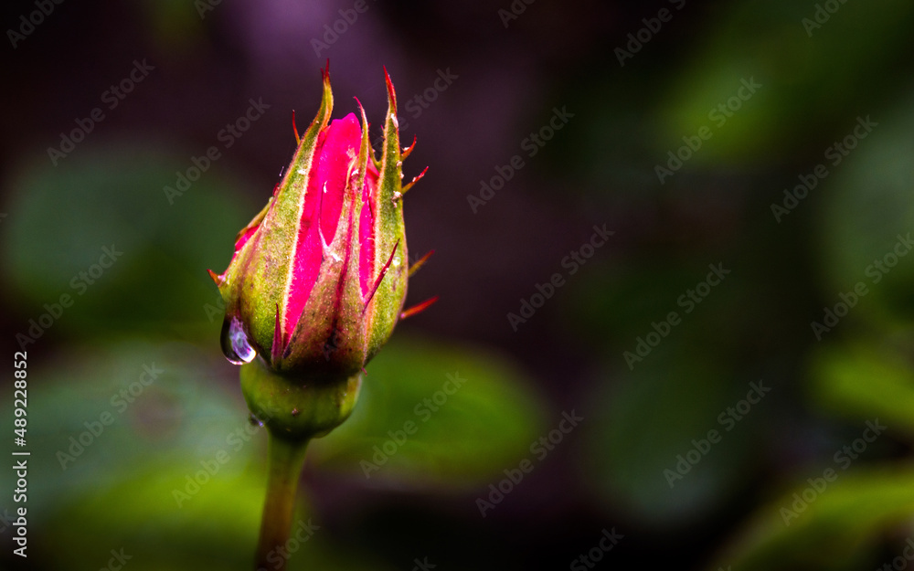 Rosebud in Spring Rosebud in Spring