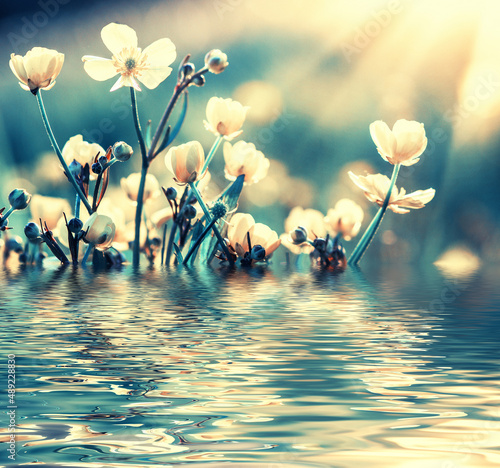 Field flower near the riple water