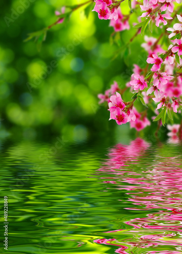 Spring bloom near the water
