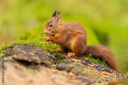Squirrel, Red Squirrel © Gert Hilbink