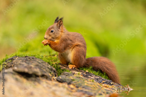 Squirrel, Red Squirrel