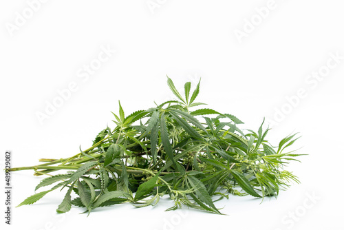 Edible Cannabis Leaves Also Called Bhaang Ke Patte Or Bhang Ka Patta Is Offerred To Lord Shiva And Used In Thandai, Poori Pakoras, Halwa, Puri On Holi. Isolated On White Background