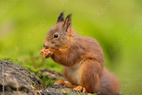 Squirrel  Red Squirrel