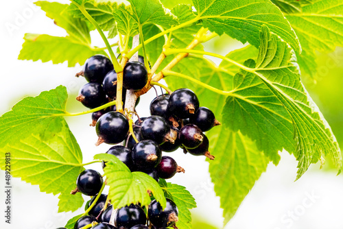 Black currant berries in the garden on the bush. Currant harvest. Growing currants photo