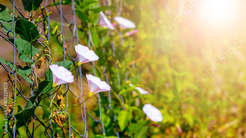 Pink bindweed flowers in the garden on a metal grid photo