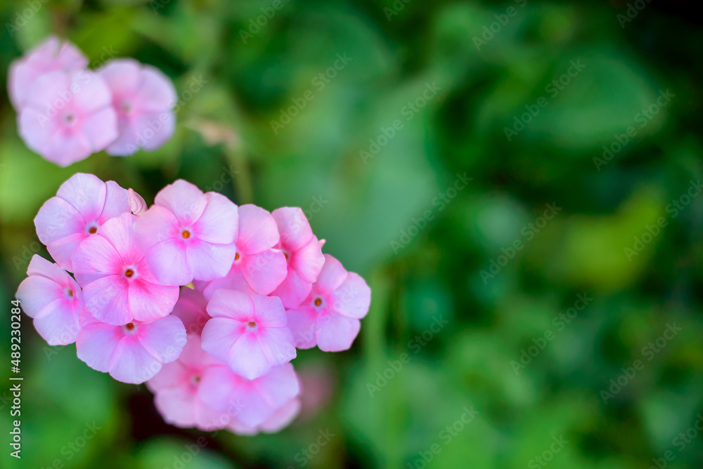 Horizontal background with pink flowers, copy space Horizontal background with pink flowers, copy space