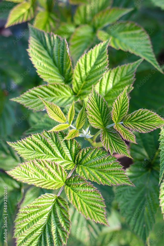 Green raspberry bush leaves close-up Green raspberry bush leaves close-up