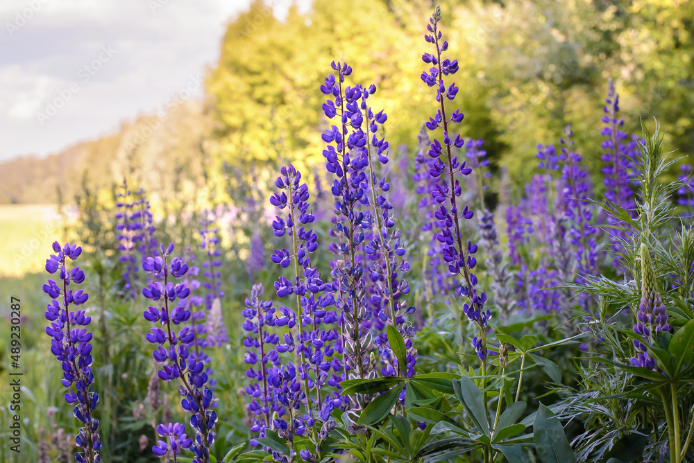 Naklejka premium A group of purple lupins in a field