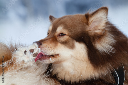 Portrait of a dog lying in snow, licking its paw.