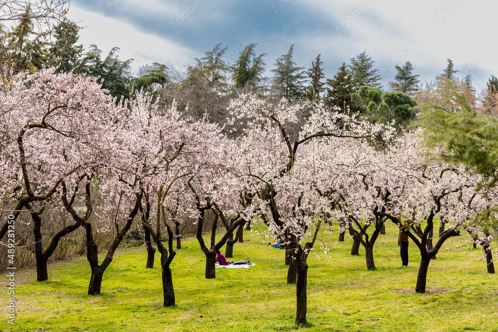 people walking or resting in the public park called Quinta de los Molinos with the almond trees in bloom in Madrid people walking or resting in the public park called Quinta de los Molinos with the almond trees in bloom in Madrid