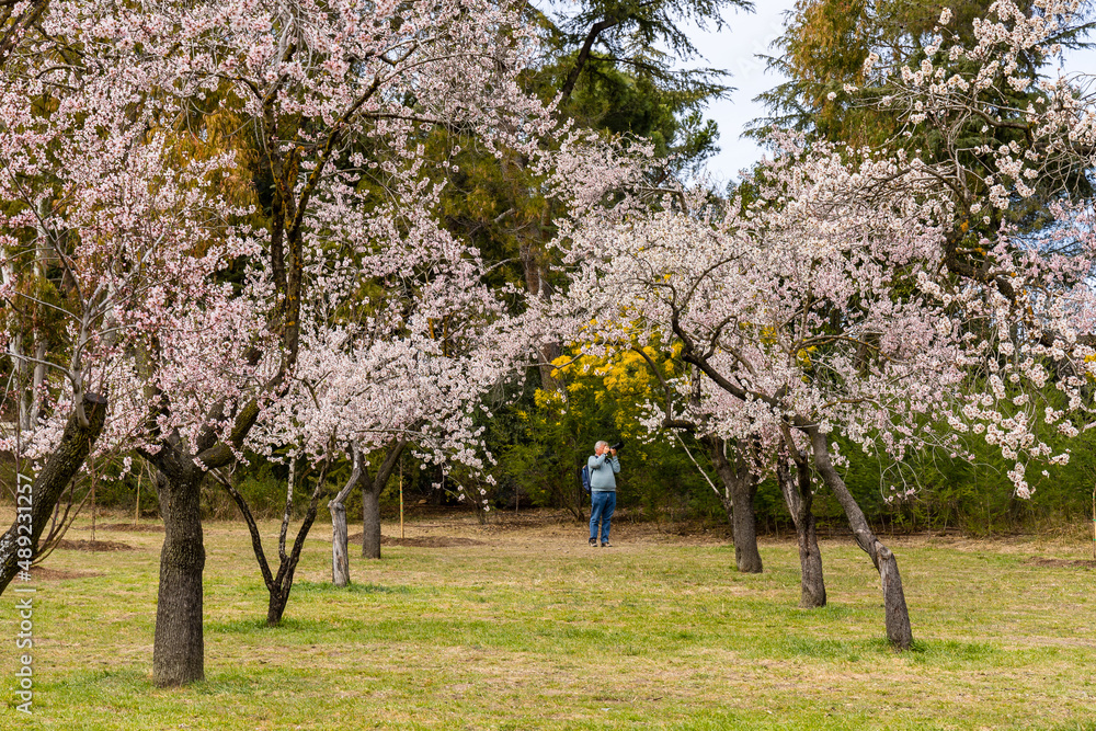 people walking or resting in the public park called Quinta de los Molinos with the almond trees in bloom in Madrid people walking or resting in the public park called Quinta de los Molinos with the almond trees in bloom in Madrid