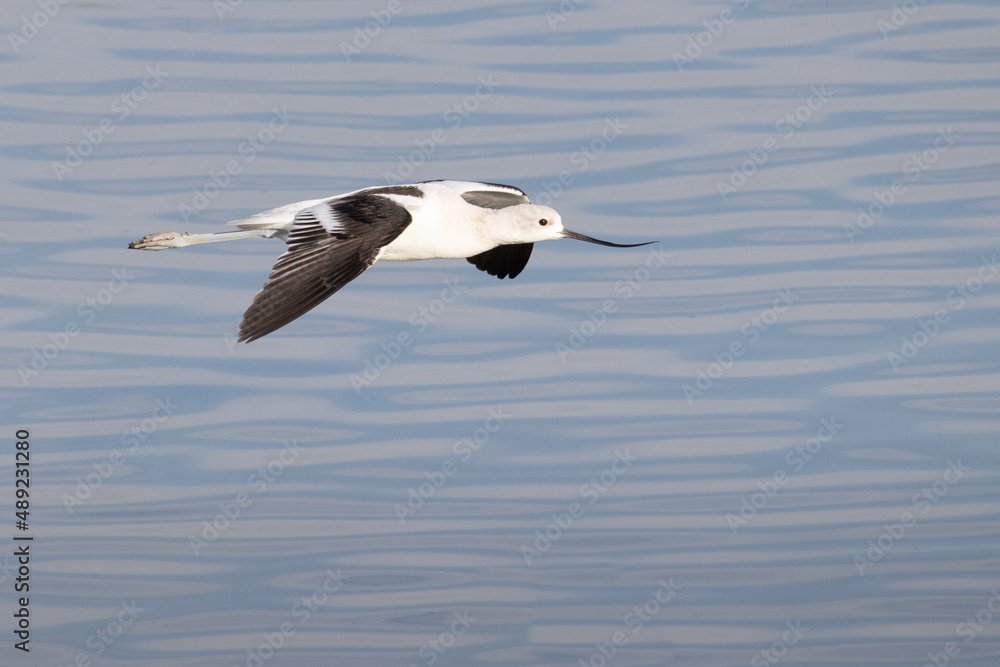 American Avocet at San Joaquin Marsh wildlife sanctuary in Irvine California American Avocet at San Joaquin Marsh wildlife sanctuary in Irvine California