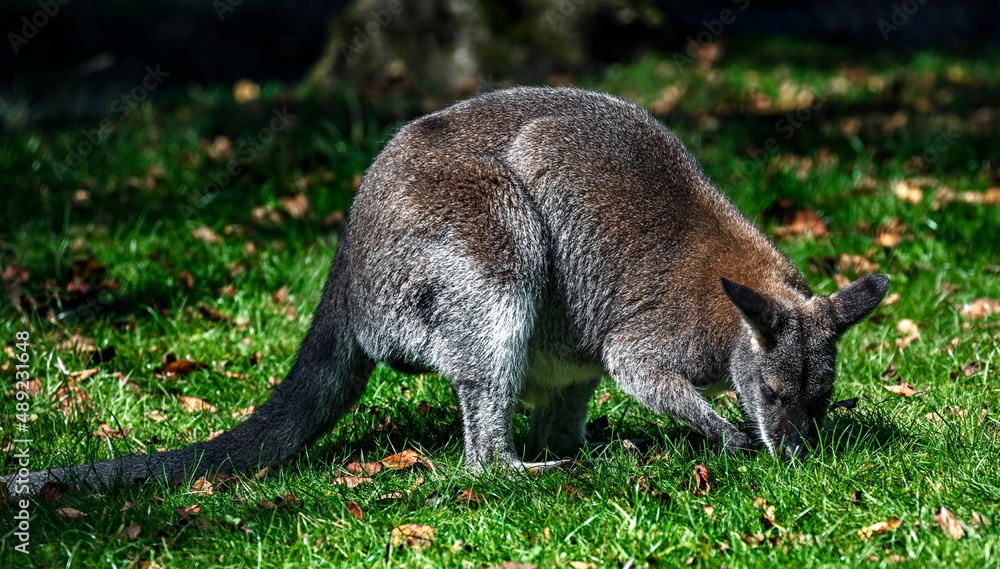 Bennett`s wallaby on the lawn. Latin name - Macropus rufogriseus Bennett`s wallaby on the lawn. Latin name - Macropus rufogriseus
