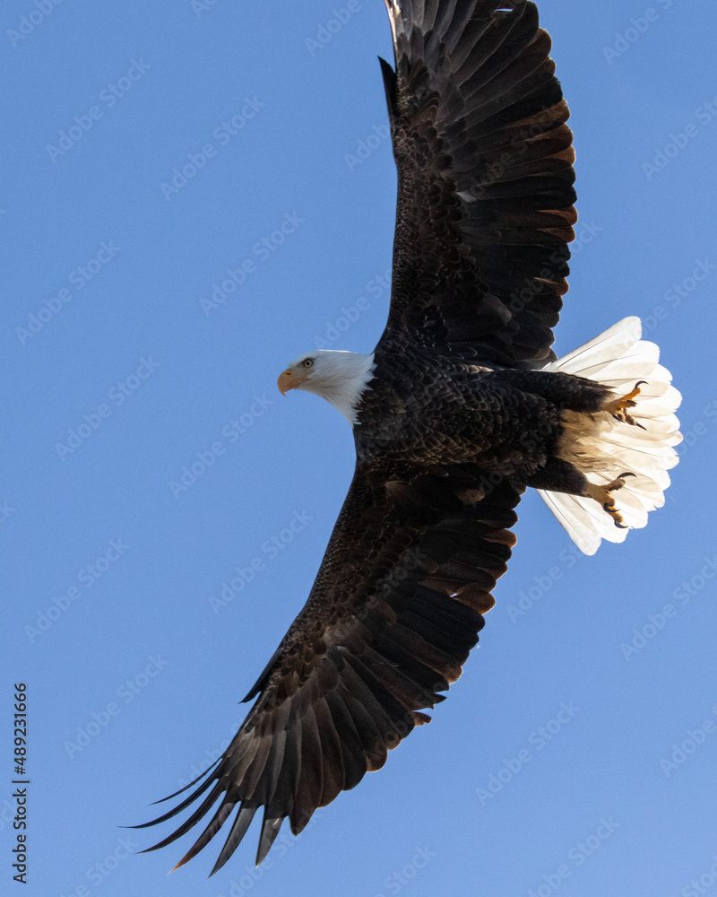 Obraz premium Birds - Bald Eagle, Tumalo State Park, Tumalo, Oregon