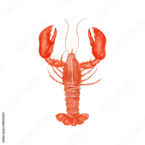 Lobster watercolor illustration. Digital paint. Vector illustration.