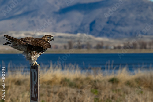 Birds - Juvenile Red Tailed Hawk, Tule Lake National Wildlife Refuge, Calfornia