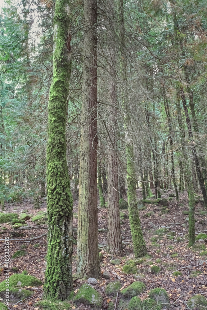 Obraz premium Beautiful mossy woods