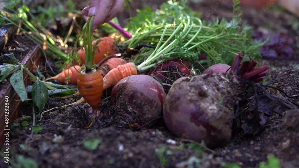 Person picking carrots and leaving them with beetroots on vegetable bed Person picking carrots and leaving them with beetroots on vegetable bed