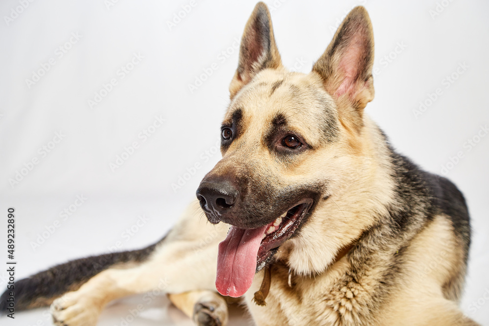 Dog German Shepherd with a black muzzle on a white background