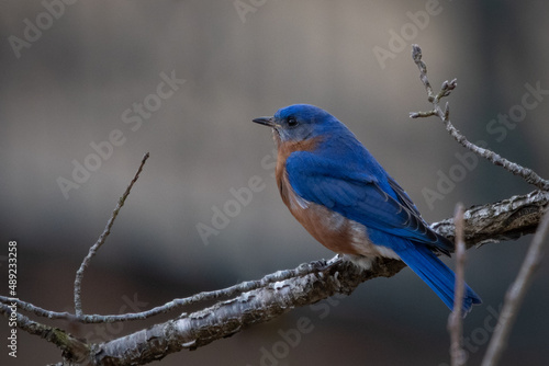 Birds, Eastern Blue Bird, Pickwick Landing State Park, Tennessee © Kannan