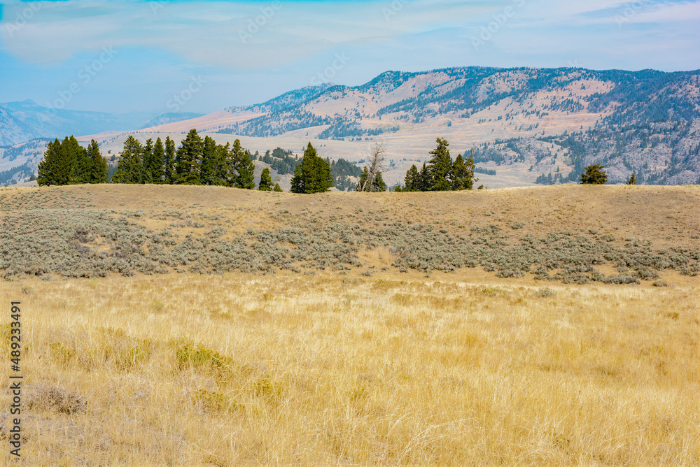 Meadow in the Gallatin Range, Yellowstone National Park, Wyoming