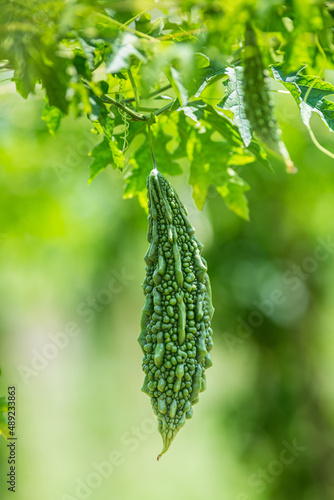 Green bitter melon, Bitter gourd or Bitter squash hanging from a tree on a vegetable farm. Fresh Bitter melon hanging on the garden. Shallow depth of field and Close-up view.