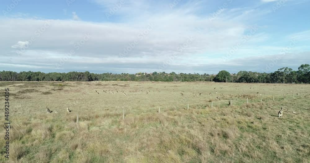 Smooth aerial perspective fly over of kangaroos feeding on open dry grass area. Smooth aerial perspective fly over of kangaroos feeding on open dry grass area.