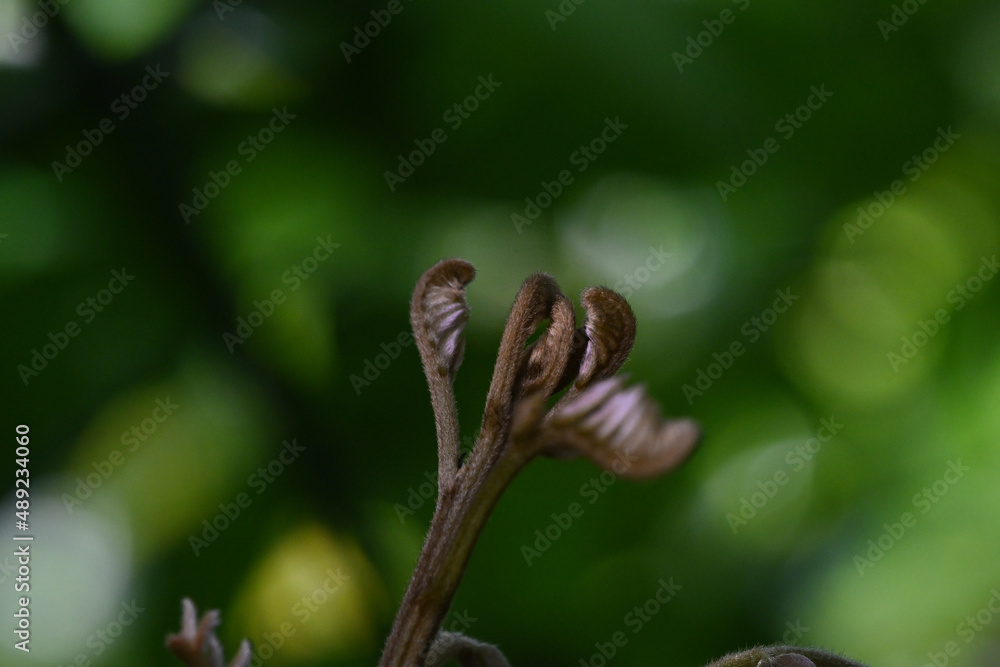 Macro Shot of Young Shoots With Blur Green Background And Bokeh. Rebirth concept Macro Shot of Young Shoots With Blur Green Background And Bokeh. Rebirth concept