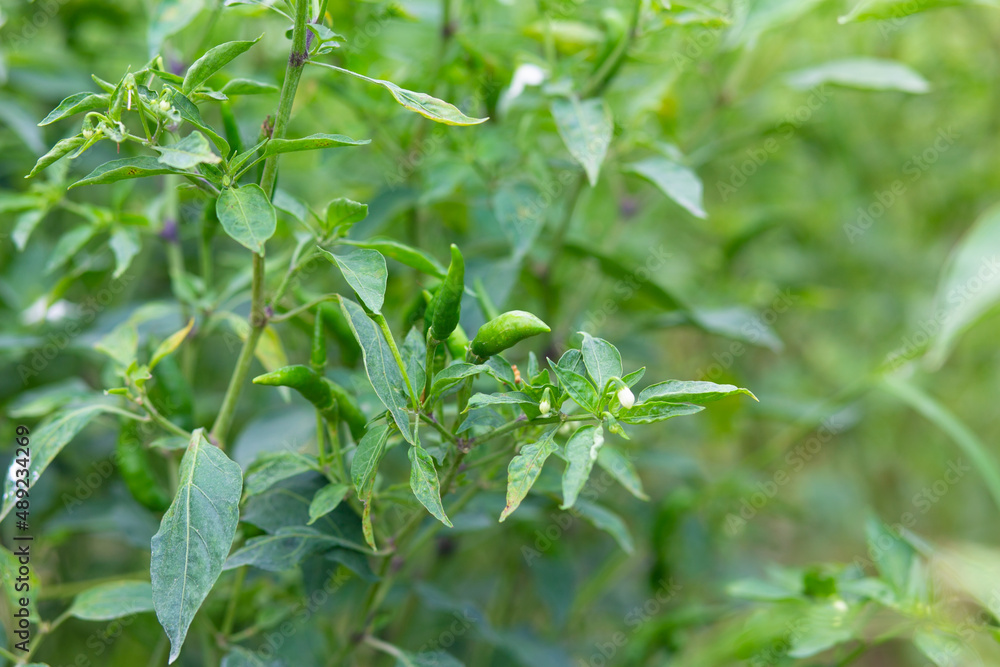 Fresh Chili in organic garden. Fresh Chili in organic garden.