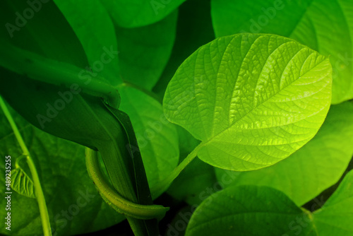 Green leaves, texture of nature, stock photograph with natural background