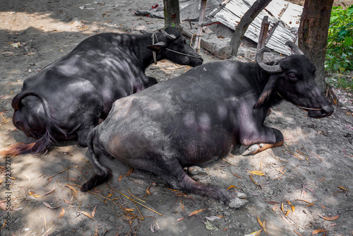 Two black buffaloes are sitting on the farm and tied to the bamboo poles.