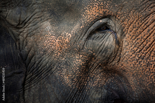 Close up of an elephant's eyes