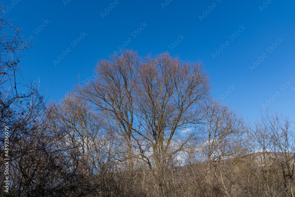Bare branches of trees and blue sky on a sunny early spring day on the mountain. Natural background concept Bare branches of trees and blue sky on a sunny early spring day on the mountain. Natural background concept