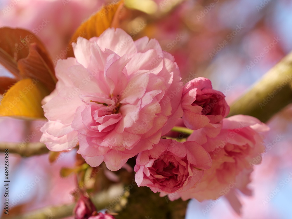 fleur de printemps