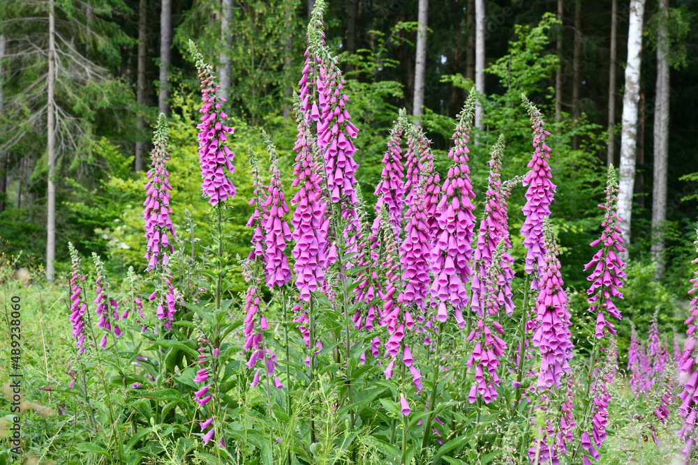 Naklejka premium Blühende Fingerhüte am Waldrand
