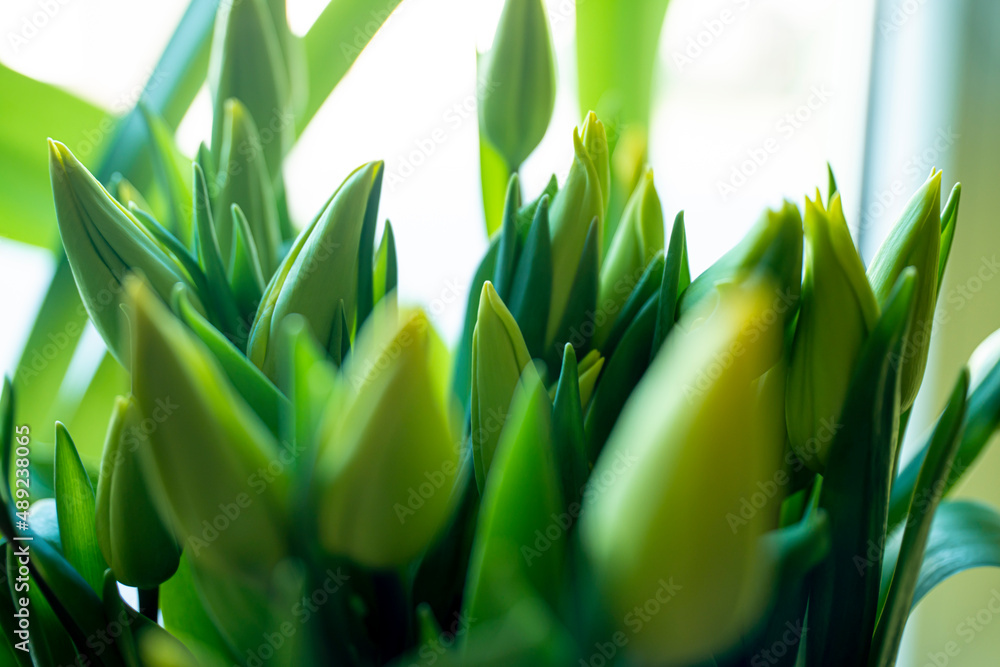 tulips, spring tulips, tulip buds, Yellow tulips in the spring in the sun tulips, spring tulips, tulip buds, Yellow tulips in the spring in the sun