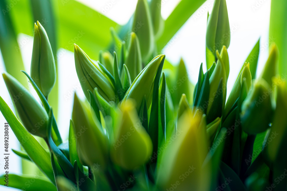 Obraz premium tulips, spring tulips, tulip buds, Yellow tulips in the spring in the sun