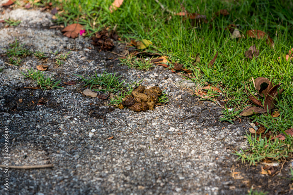 Poop on the street. background of dog poop on the sand ground. dog