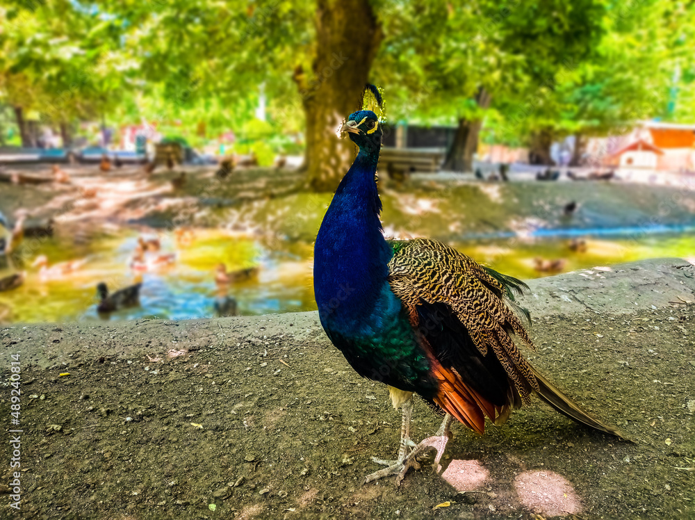 beautiful peacock in the zoo on the background of the lake beautiful peacock in the zoo on the background of the lake