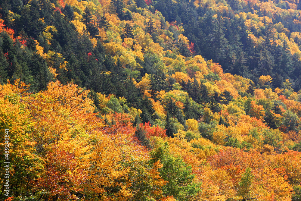 Fall scene with leaves of various colors Fall scene with leaves of various colors
